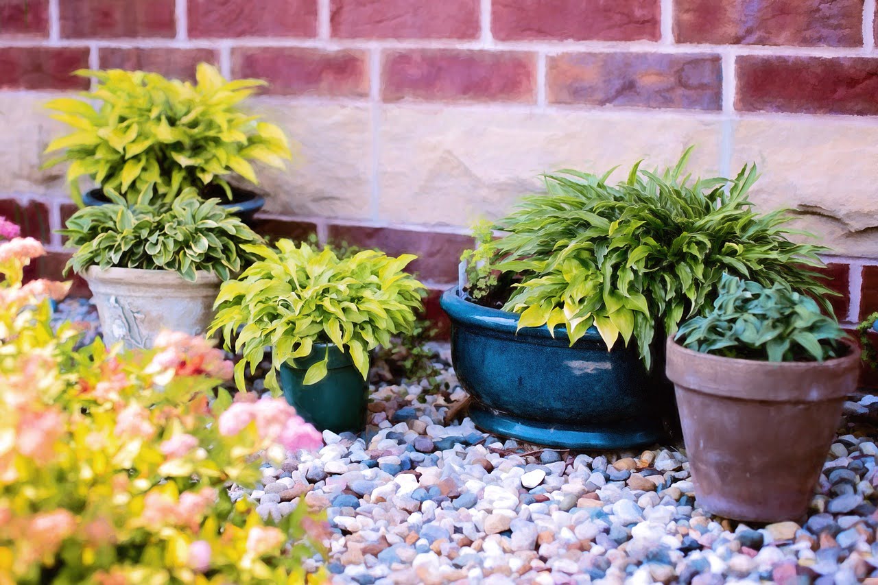 Arduino qu'est ce que c'est ? 2 plantes-en-pots